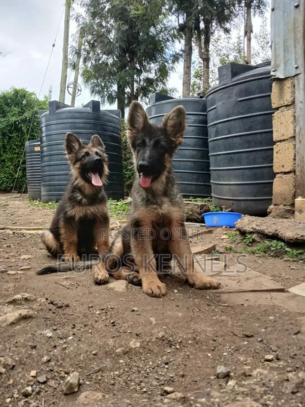 1-3 months Male Purebred German Shepherd - main view