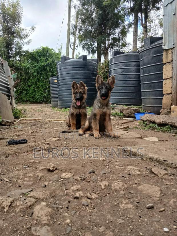 1-3 months Male Purebred German Shepherd - thumbnail 2