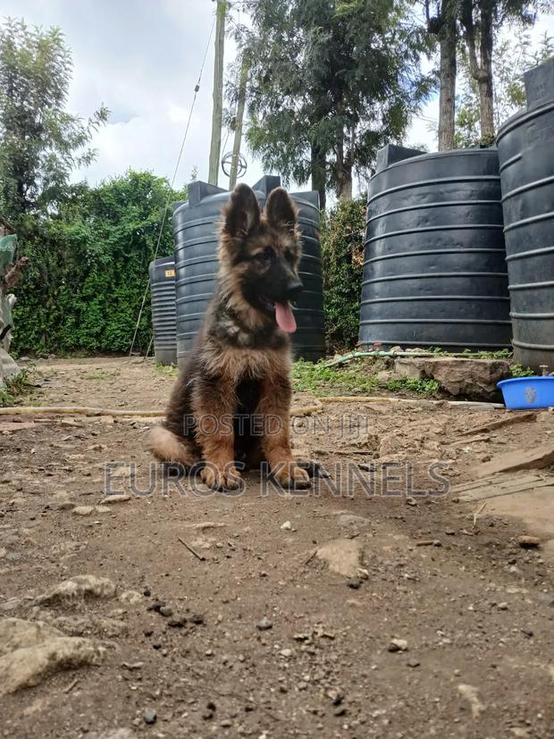 1-3 months Male Purebred German Shepherd - thumbnail 3