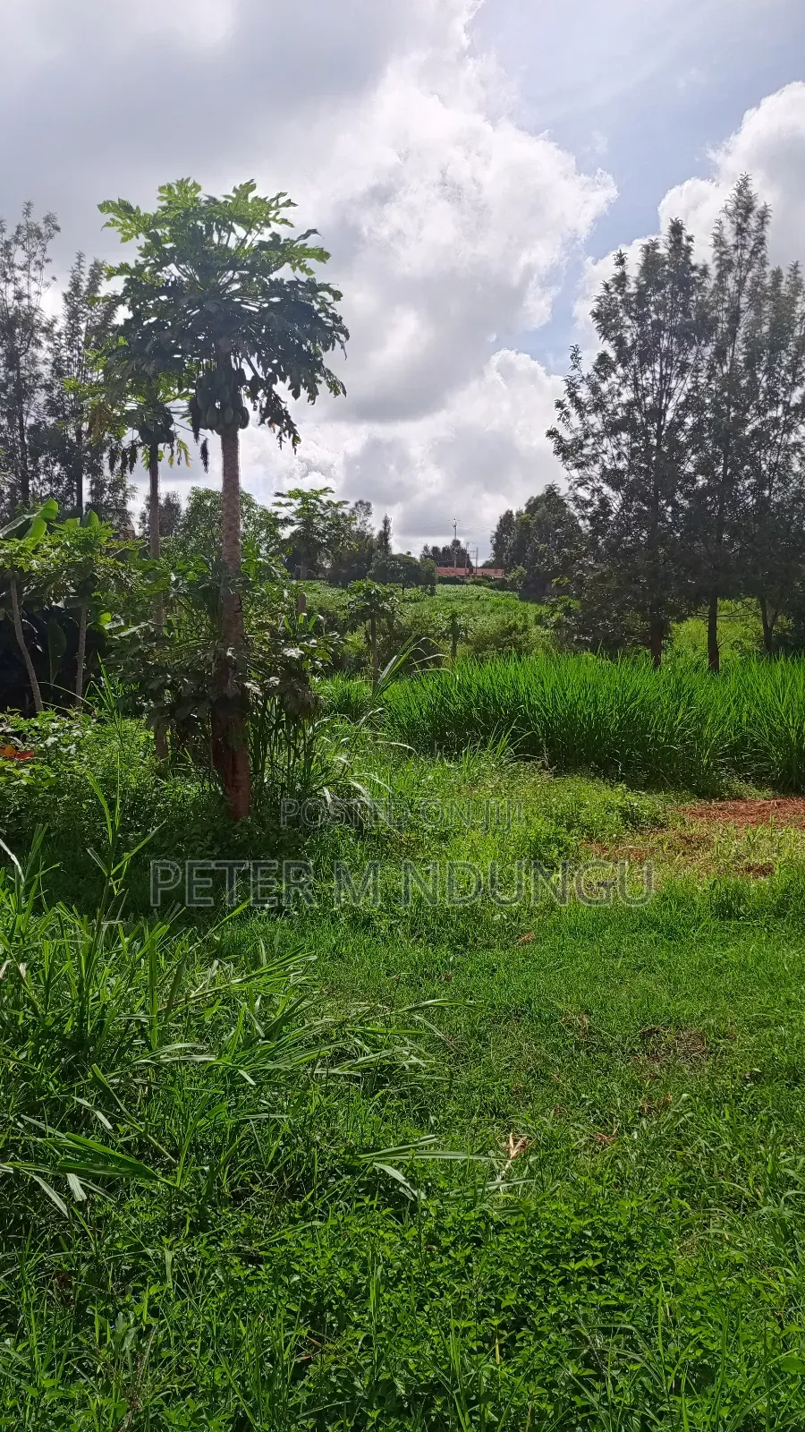 Gatundu Mutomo- Prime One Acre on Sale, Redsoil and Title