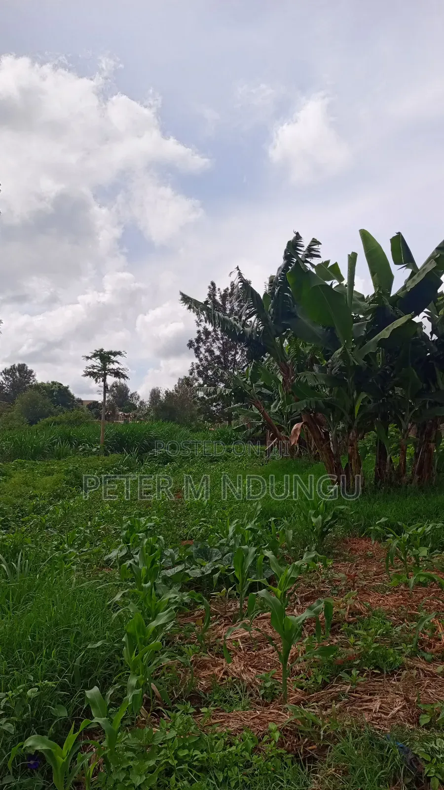 Gatundu Mutomo- Prime One Acre on Sale, Redsoil and Title