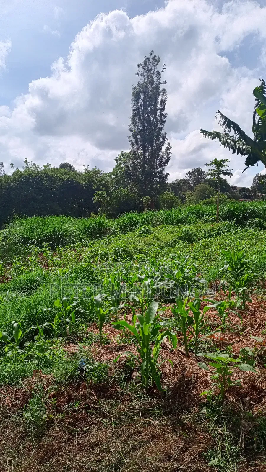 Gatundu Mutomo- Prime One Acre on Sale, Redsoil and Title