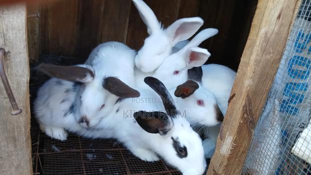 Mature Rabbits