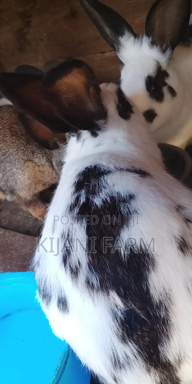 Mature Rabbits - thumbnail 2