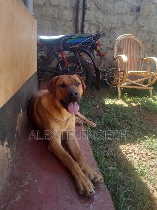 6-12 months Male Purebred Boerboel