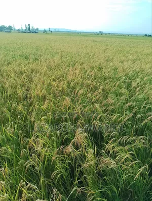 2 Acres of Rice Field for Sale Mwea Karaba Section