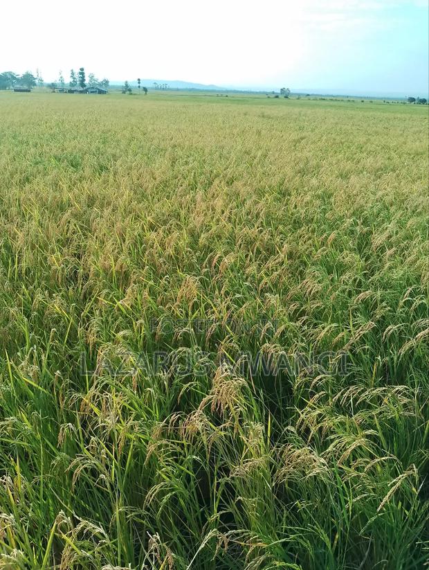 2 Acres of Rice Field for Sale Mwea Karaba Section