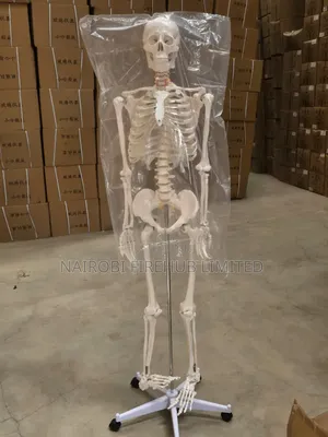 Human Skeleton for School Lab
