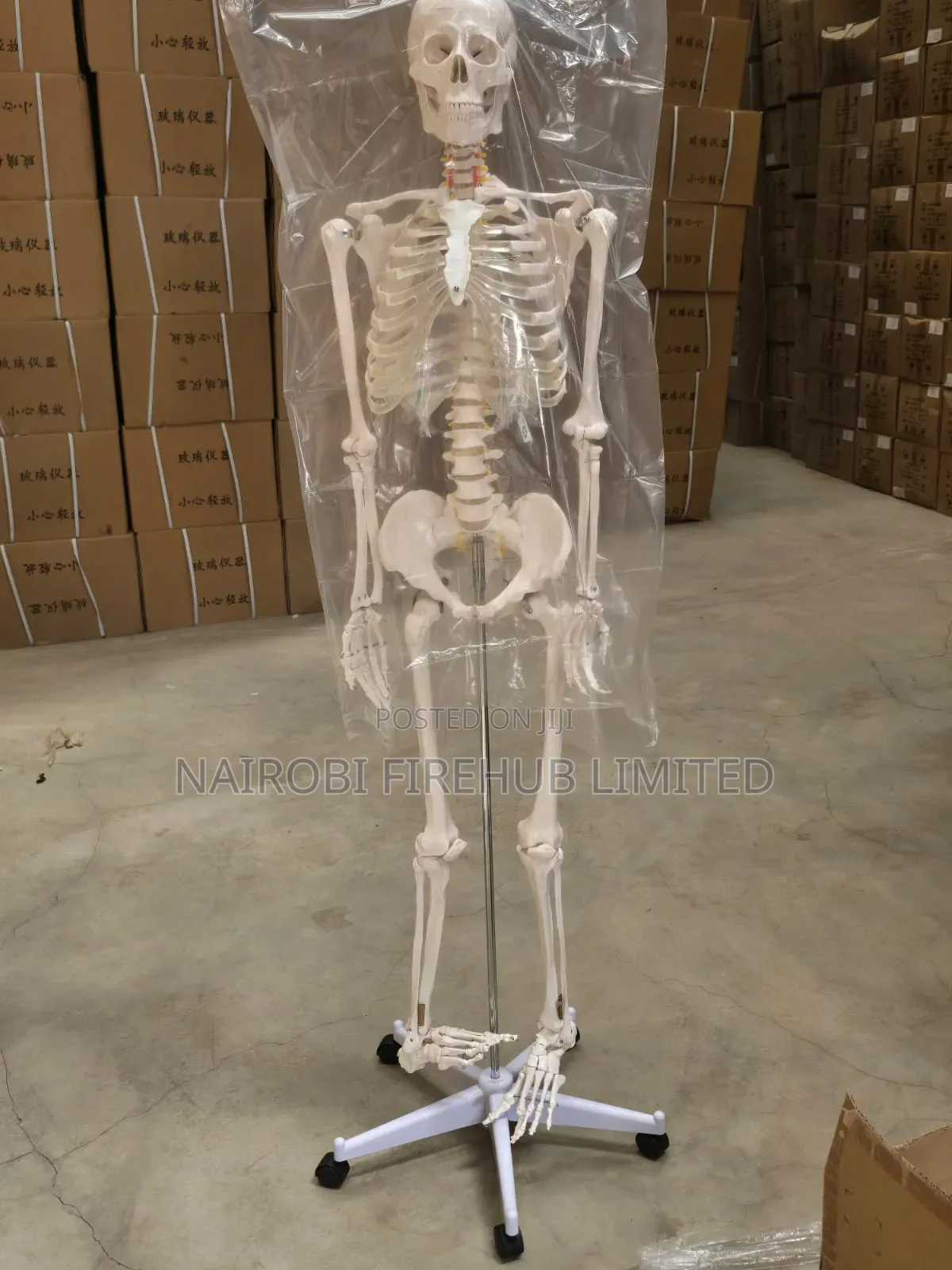 Human Skeleton for School Lab