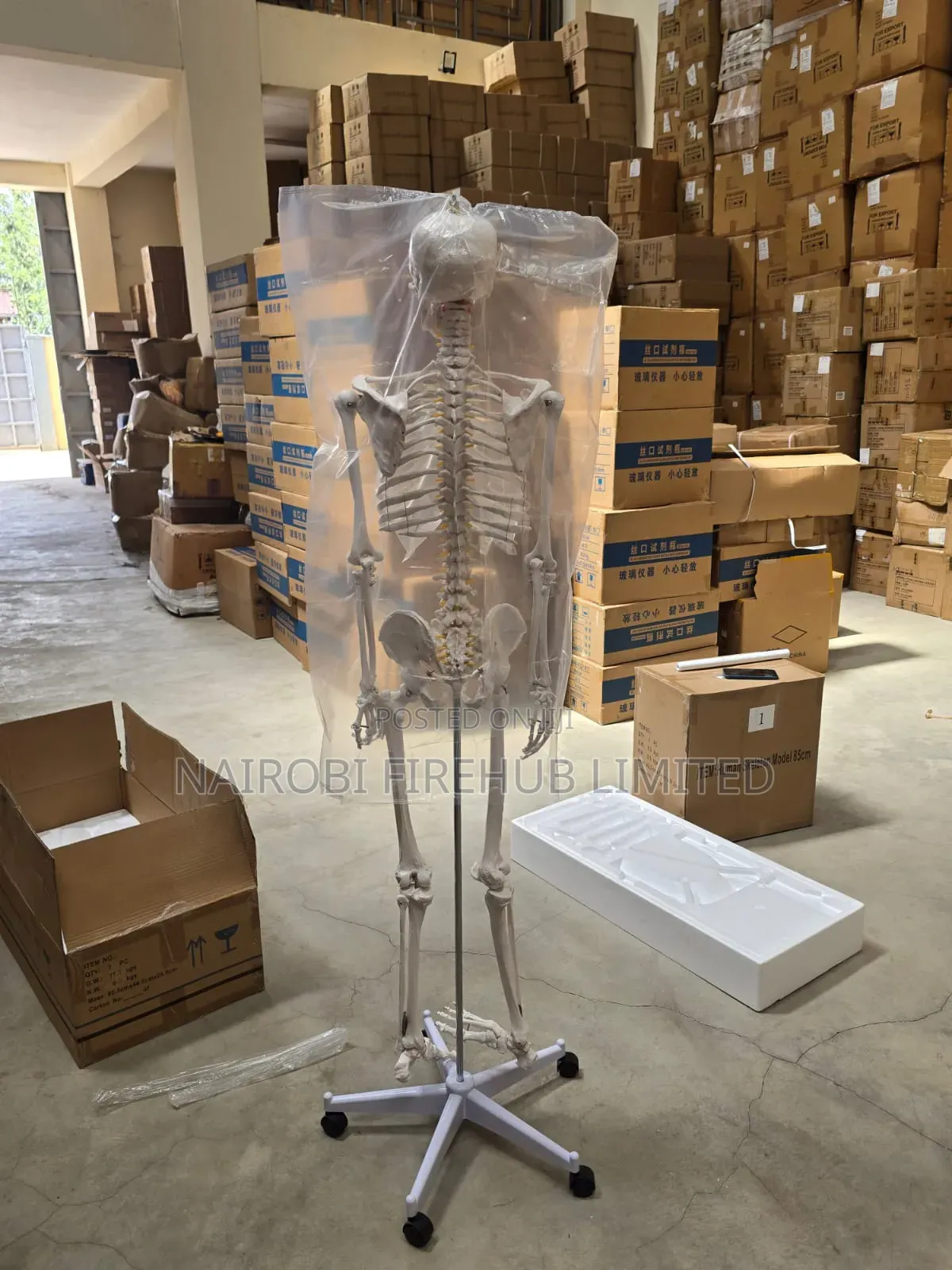 Human Skeleton for School Lab