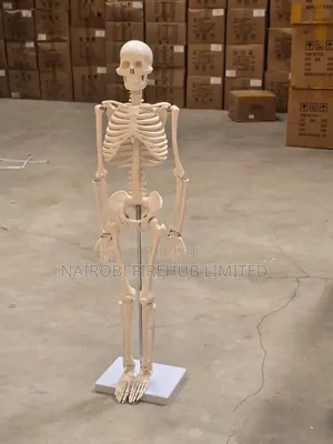Human Skeleton for School Lab