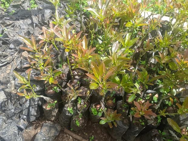 Hass Grafted Avocados, Cabbage Seedlings Available