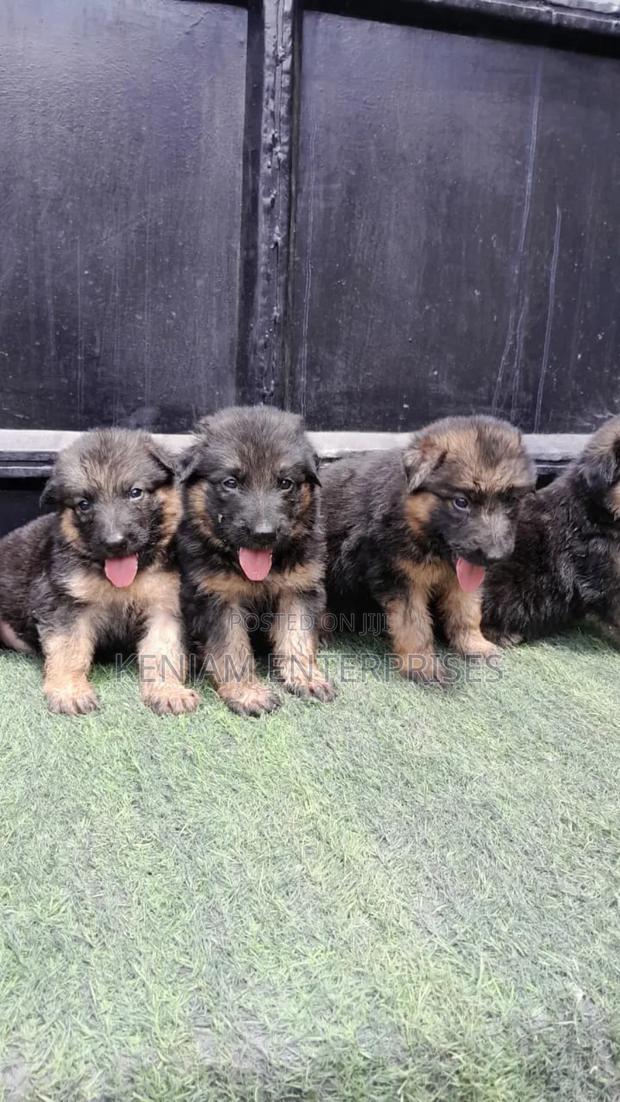 1-3 months Male Purebred German Shepherd