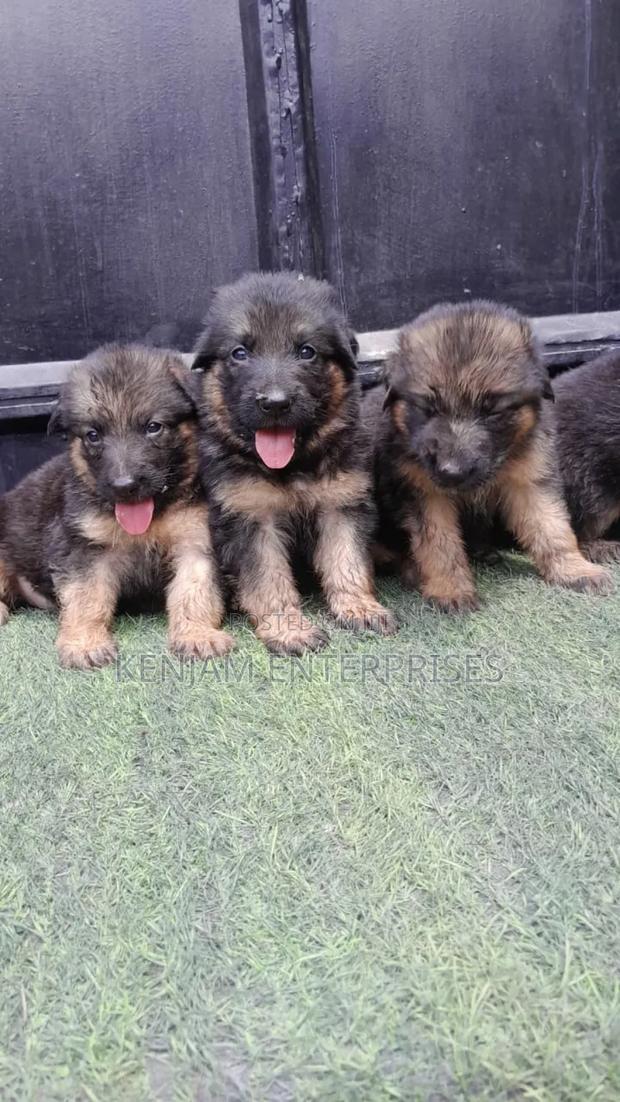 1-3 months Female Purebred German Shepherd