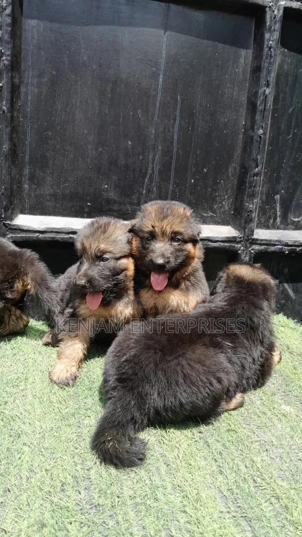 1-3 months Male Purebred German Shepherd