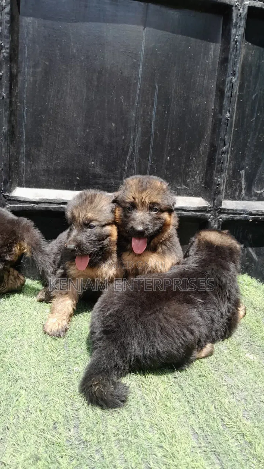 1-3 months Male Purebred German Shepherd