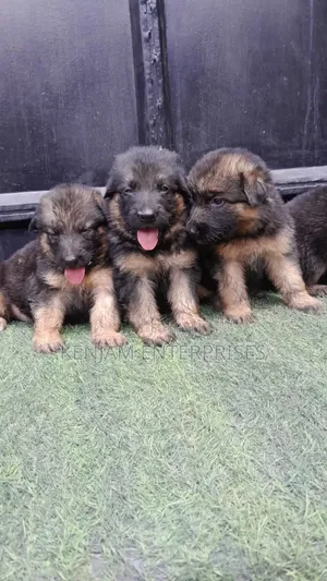 1-3 months Female Purebred German Shepherd