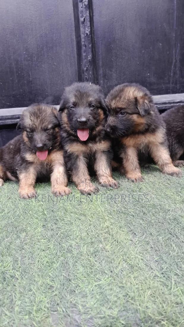 1-3 months Female Purebred German Shepherd