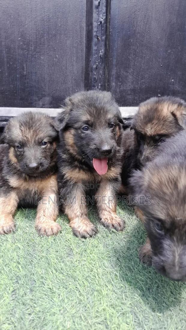 1-3 months Female Purebred German Shepherd