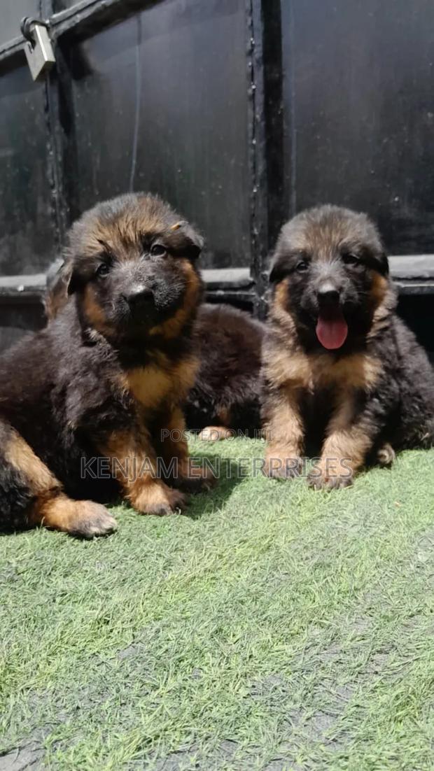 1-3 months Female Purebred German Shepherd