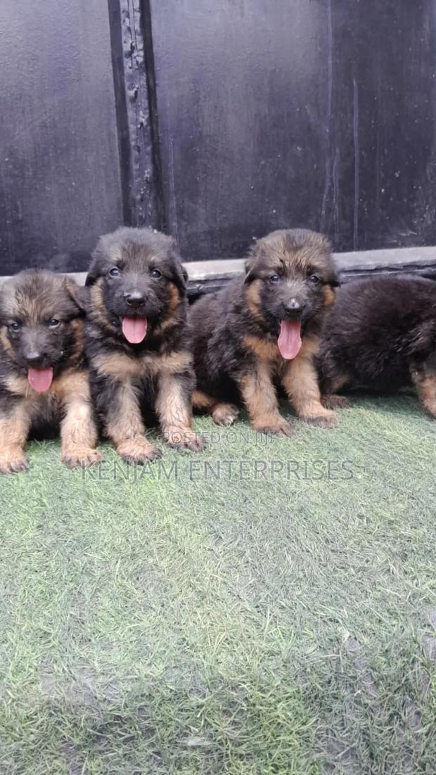 1-3 months Male Purebred German Shepherd