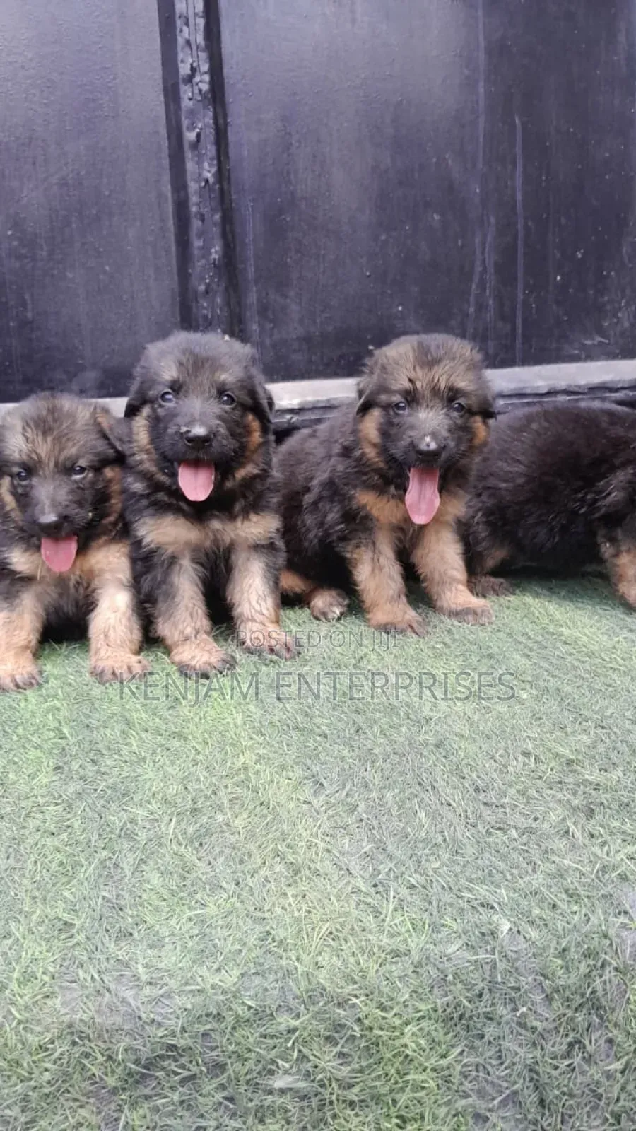 1-3 months Male Purebred German Shepherd