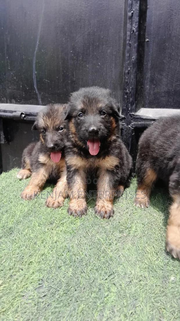 1-3 months Female Purebred German Shepherd