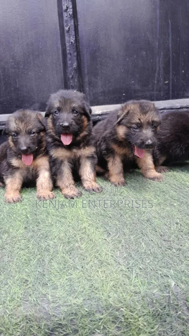 1-3 months Male Purebred German Shepherd