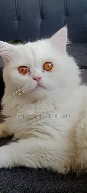 6-12 months Male Purebred Persian