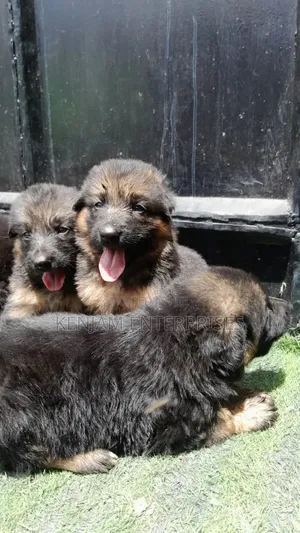1-3 months Male Purebred German Shepherd