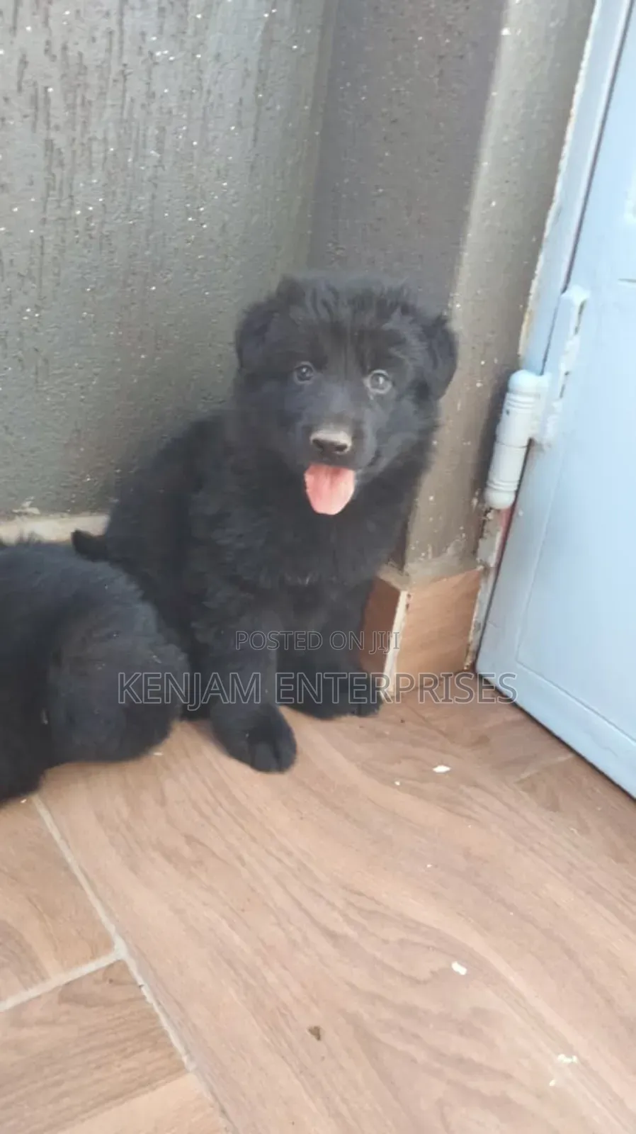 1-3 months Male Purebred German Shepherd