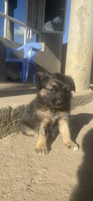 1-3 months Male Mixed Breed German Shepherd