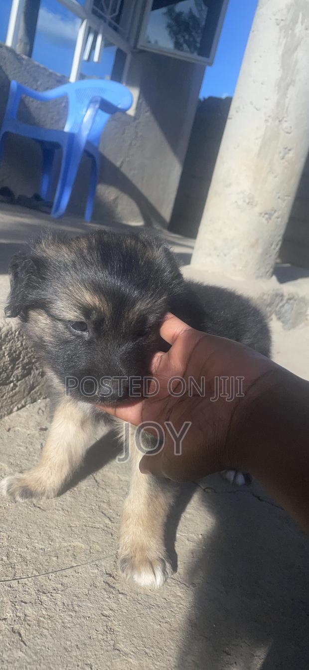1-3 months Male Mixed Breed German Shepherd - thumbnail 2