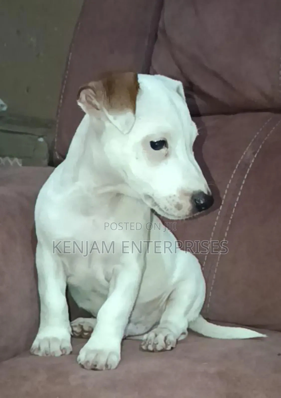 1-3 months Male Purebred Jack Russell Terrier