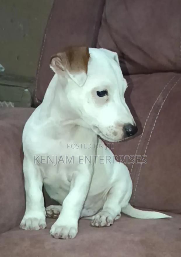 1-3 months Male Purebred Jack Russell Terrier