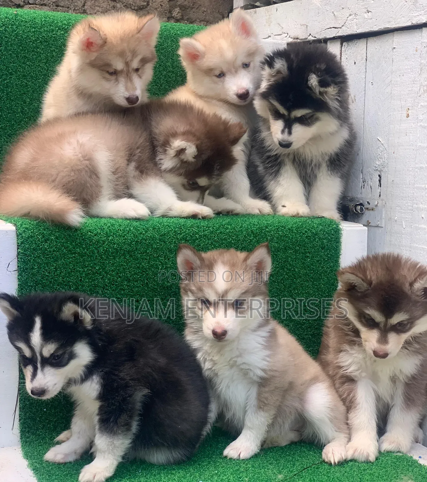 1-3 months Male Purebred Siberian Husky