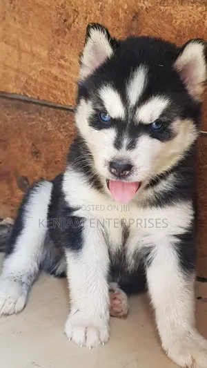 1-3 months Female Purebred Siberian Husky