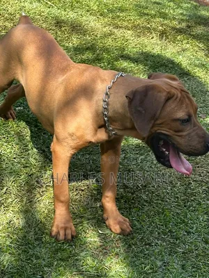 3-6 months Female Purebred Boerboel