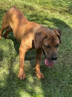3-6 months Female Purebred Boerboel