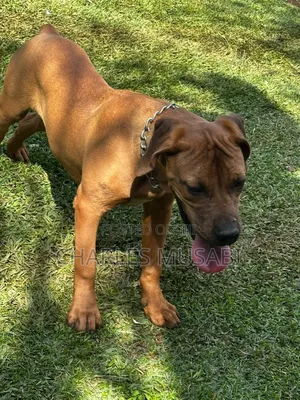 3-6 months Female Purebred Boerboel