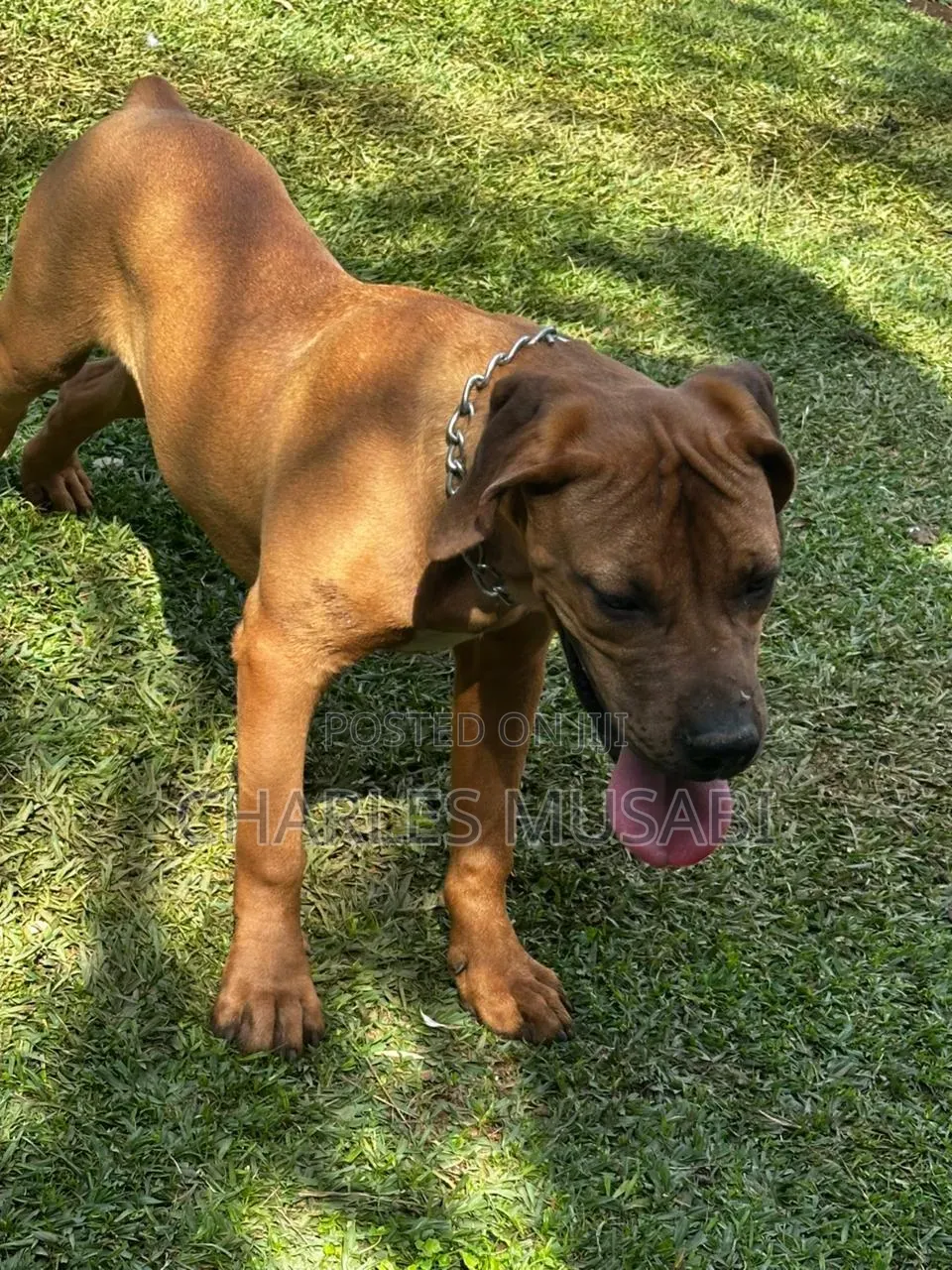 3-6 months Female Purebred Boerboel
