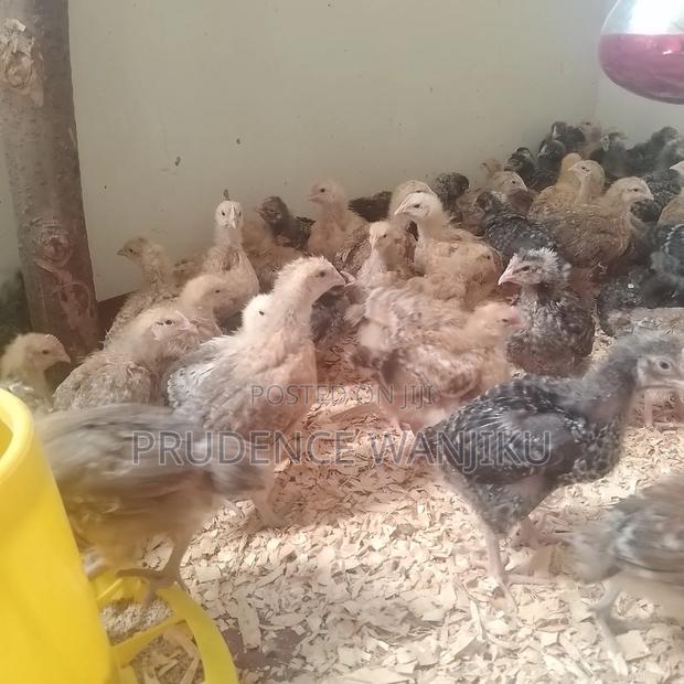 5 Weeks Old Chicks