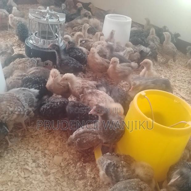 5 Weeks Old Chicks - thumbnail 2