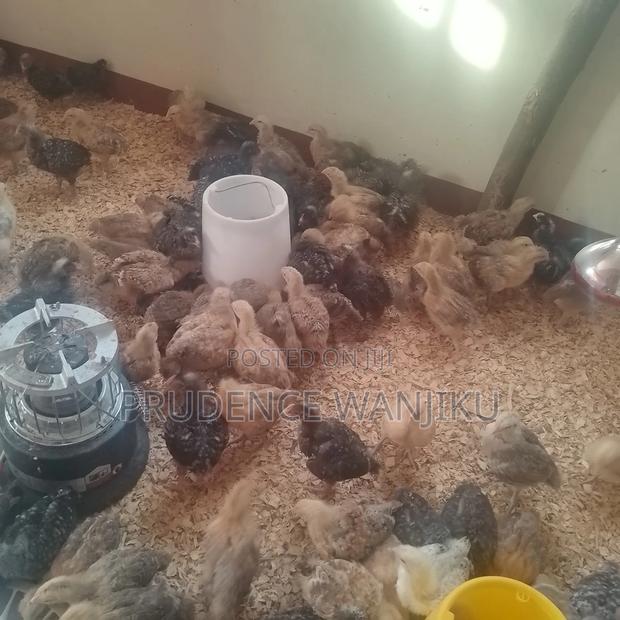 5 Weeks Old Chicks - thumbnail 3