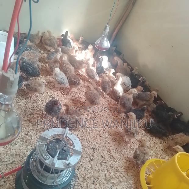 5 Weeks Old Chicks - thumbnail 4