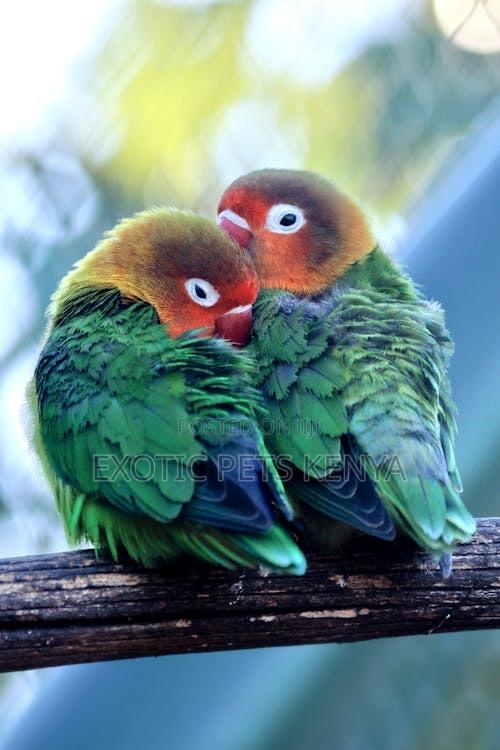 Lovebirds Red and Green