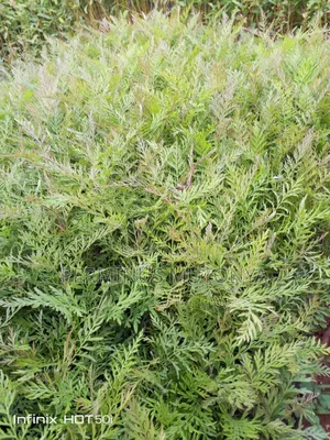 Grevillea Bluegum Seedlings