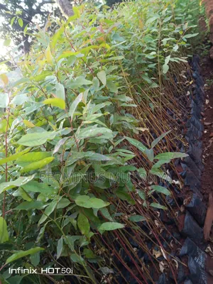 Grevillea Bluegum Seedlings