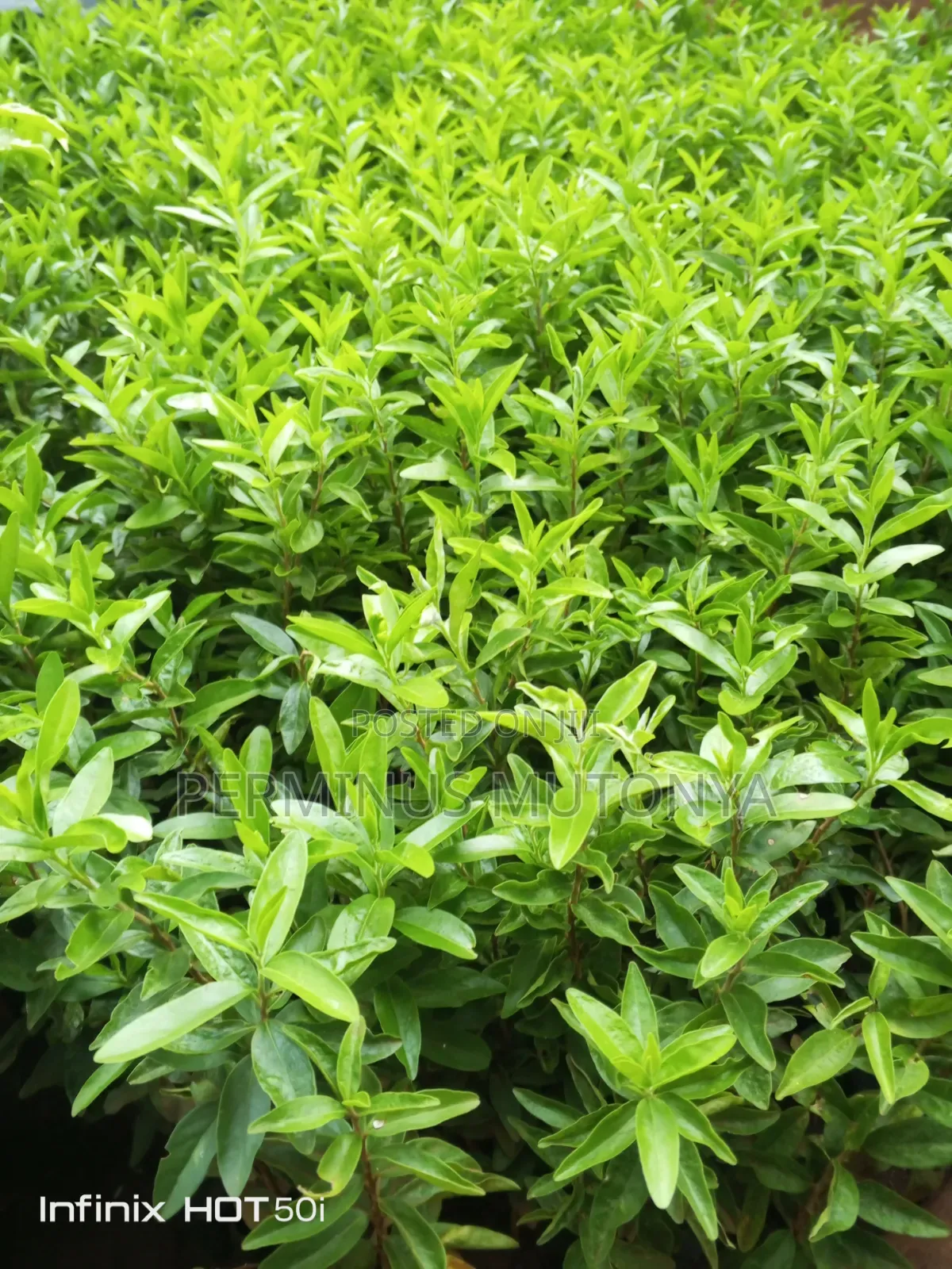 Keiapple Fence Seedlings