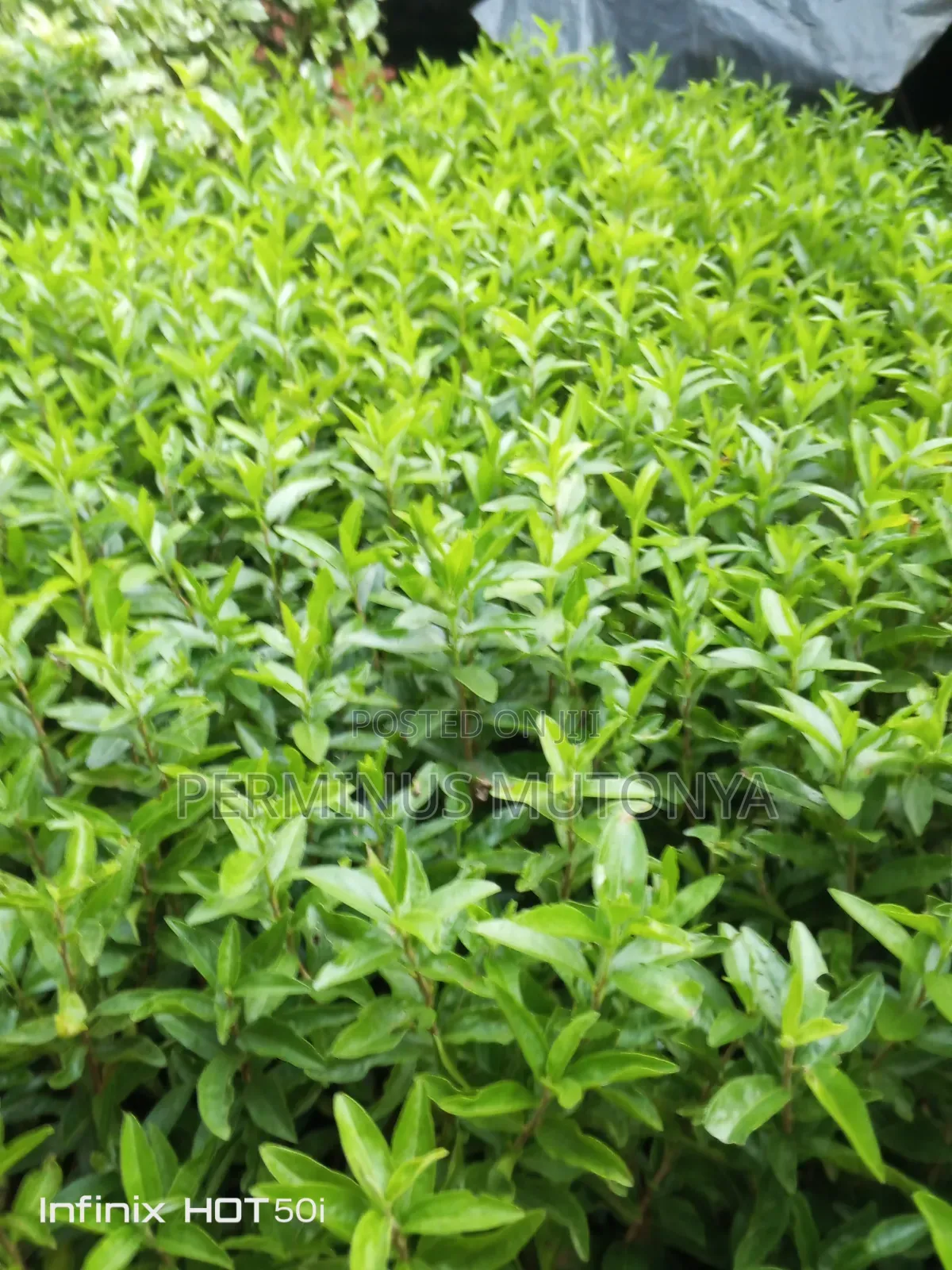 Keiapple Fence Seedlings